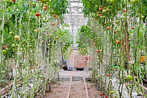 Tomato production and transportation. Beautiful red ripe tomatoes background, agriculture industry. Growing tomatoes