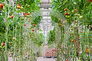 Tomato production and transportation. Beautiful red ripe tomatoes background, agriculture industry. Growing tomatoes