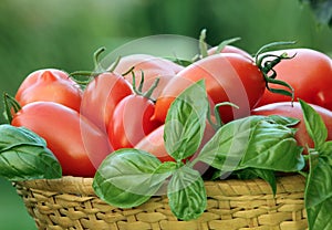 Tomato red fruits with basil leaf