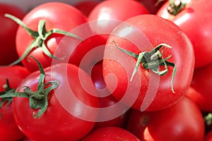 harvest of ripe tomatoes photo