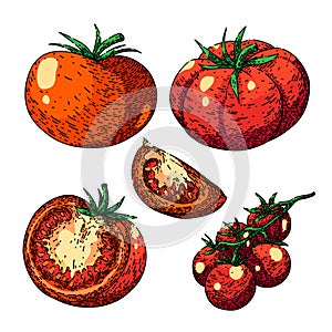 tomato red set sketch hand drawn vector