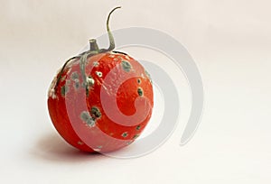 The tomato is red spoiled on a white background. Spoiled tomato. A tomato with mold. Rotten tomato. Copy space