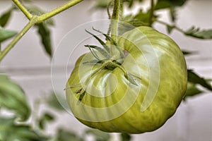 A tomato ripens slowly on a vine in a residential garden.