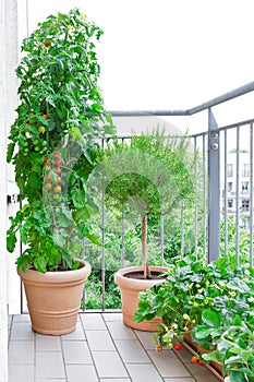 Tomato rosemary strawberry plants pots balcony photo