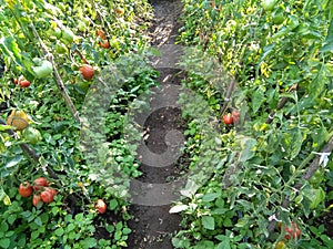 Tomato row