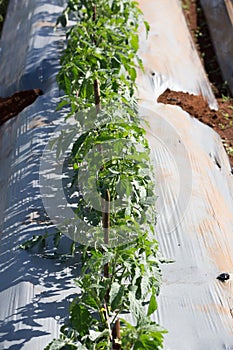 Tomato row