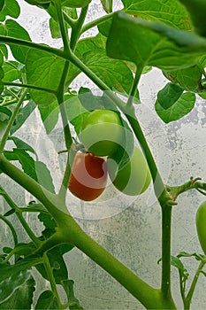 The tomatoâs journey to ripeness