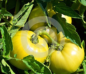 Tomato, Scotland Yellow Organic