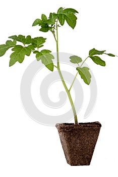 Tomato Seedling