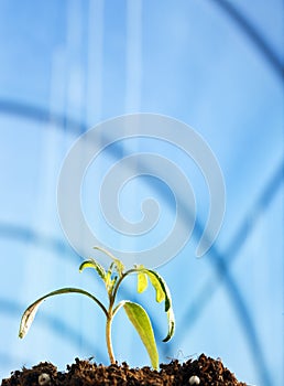 Tomato seedling