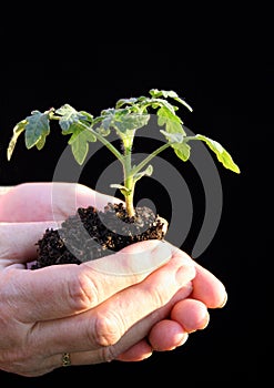 Tomato seedling before beeing planted