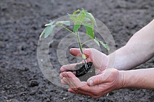 Tomato seedling with clod of earth in palms of hands. Close up.