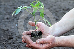 Tomato seedling with clod of earth in palms of hands. Close up.