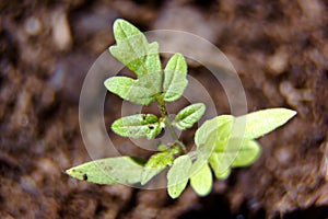 Tomato seedling close