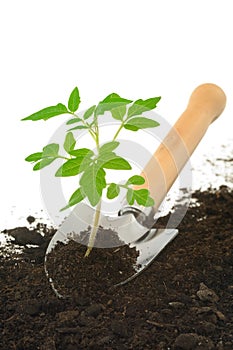 Tomato seedling on garden trowel, isolated