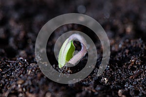 Tomato Seedling Germinating in Pot