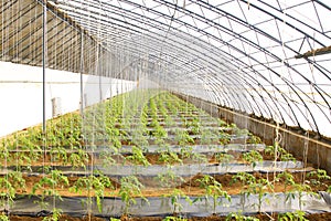 Tomato Seedling in a green house on a farm