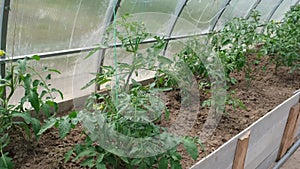 Tomato seedling in the greenhouse