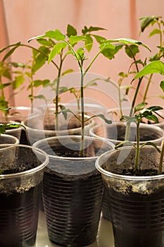 Tomato seedling growing out of soil in plastic disposable cups on windowsill selective focus