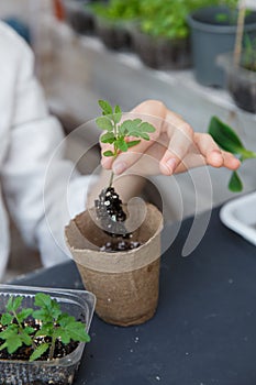 Tomato Seedling in the hand of yong woomen, with visible root. Small green seedlings for planting with well developed root system