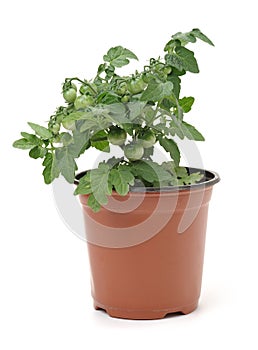 Tomato seedling in a jar