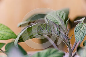 Tomato seedling leaves turning purple indicating a phosphorus deficiency.