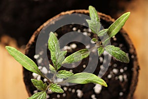 Tomato seedling in peat pot