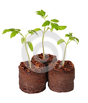 A tomato seedling in the peat pot, isolated photo