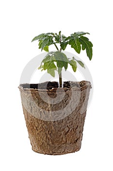 Tomato seedling in peat pot isolated on white photo