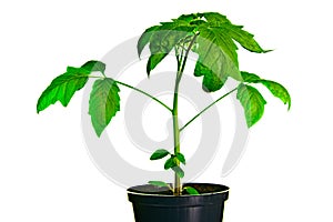 Tomato Seedling Plant