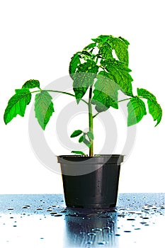 Tomato Seedling Plant