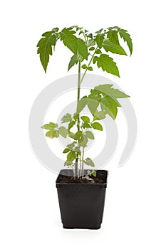 Tomato Seedling Plant