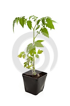 Tomato Seedling Plant