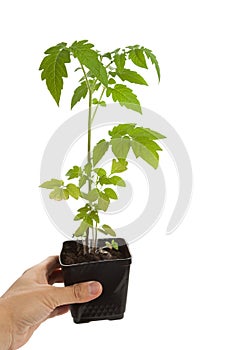 Tomato Seedling Plant