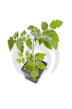 Tomato Seedling Plant