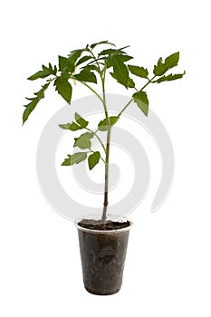 Tomato seedling plant