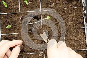 Tomato seedling planting