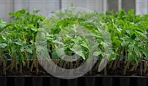 Tomato seedling in plastic tray