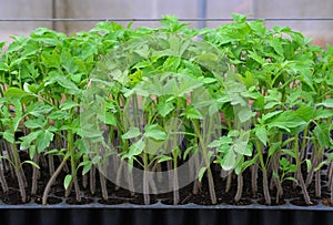 Tomato seedling in plastic tray.