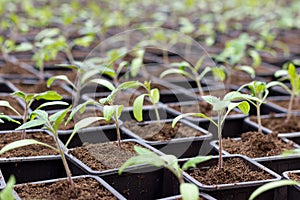 Tomato seedling pot in greenhouse