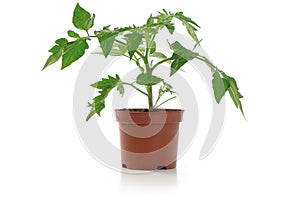 Tomato Seedling Potted Plant