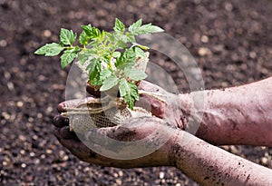 Tomato Seedling photo