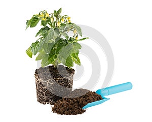 Tomato seedling with soil and garden trowel