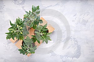 Tomato seedling sprouts in the peat pots. Gardening concept. Top view