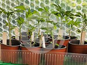 Tomato seedling transplants, close up