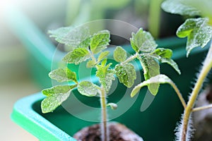 Tomato seedling.Watering tomato seedlings.Tomato in water droplets .Growing and watering vegetable seedlings