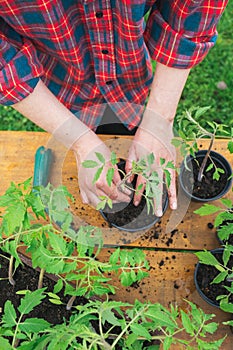 Tomato seedling