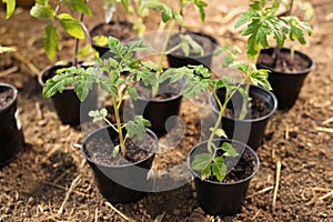 Tomato seedlings