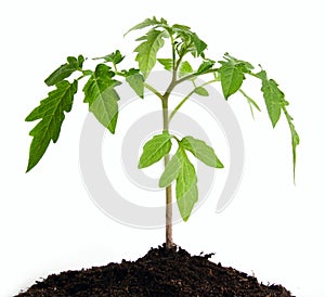 Tomato seedlings