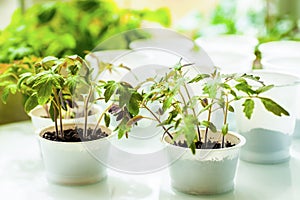 Tomato seedlings